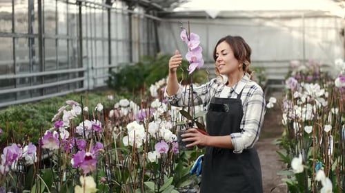 Ouvrier d'usine en uniforme contrôlant les orchidées