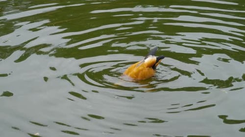 Ruddy Shelduck auf dem Wasser