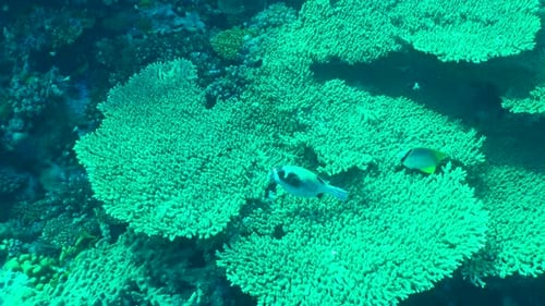Tropical Fish on Vibrant Coral Reef