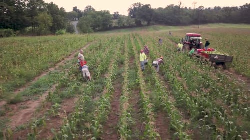 Luftaufnahme mit Kamera, die über Arbeiter auf dem Feld gleitet, die frischen Mais pflücken, wobei Traktor