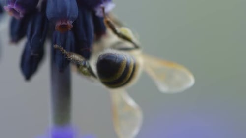 Bee on a Purple Flower Close-Up
