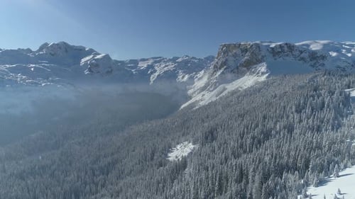 Flight Over the Snowcovered Spruce Forest with Mountains in the Background
