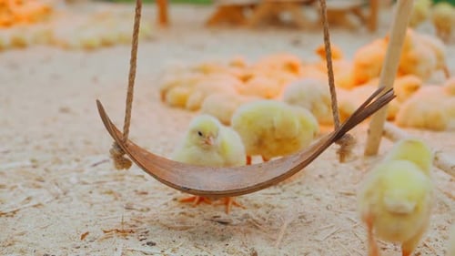 Easter Chickens