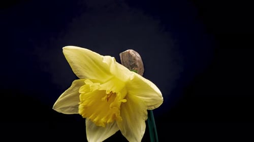 Yellow Flower Time-Lapse Opening on Black Background