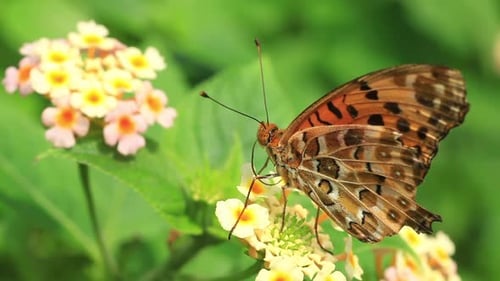 Schmetterling sitzt auf einer Blume