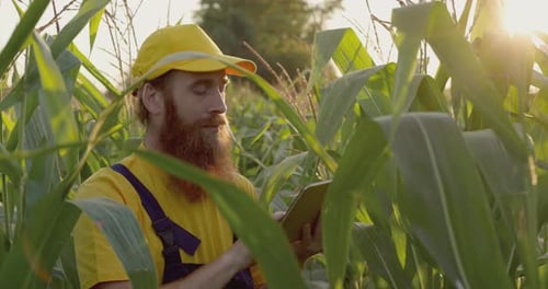A Farmer in a Corn Field