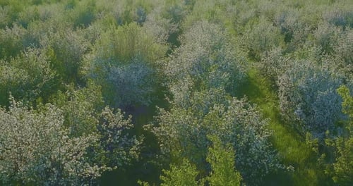 Aerial View Blooming Apple Trees in Beautiful Garden in Spring Day View From Copter Prores