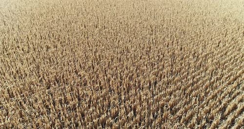 Aerial View Dried Corn Field Dehydration Soil