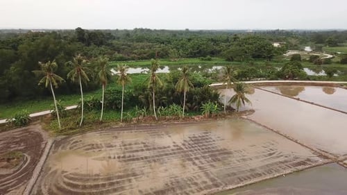 Orbit shot of coconut tree over the rice paddy field