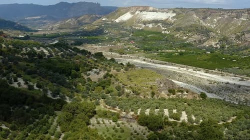 Olive Tree In Italy for Oil