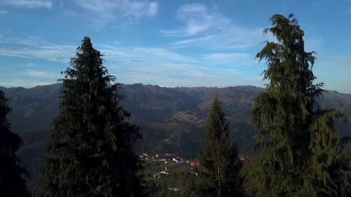 Bäume in den Bergen