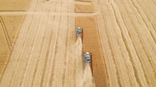 Aerial View on the Harvesters Working on the Large Wheat Field, Harvesting Agricultural Golden Ripe