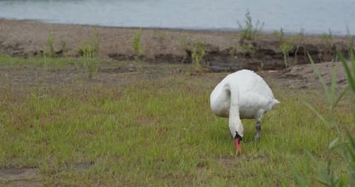 Schwan frisst Gras im Park