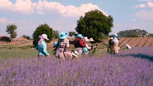 Agriculture Time
