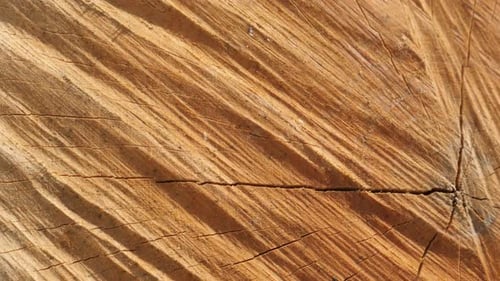 Details of tree log cross section with annual rings and cracks 4K 2160p 30fps UltraHD footage - Sha