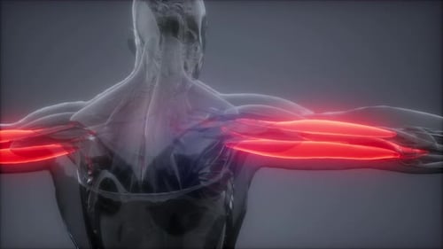 3D Animated Human Arm Muscles Highlight Loop for Medical Visualizations