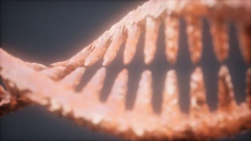 DNA Molecule on the Grey Background