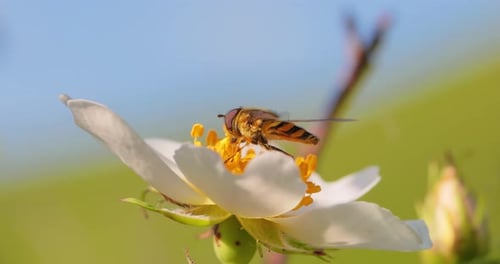 Schwebfliegen, Blumenfliegen oder Syrphidenfliegen, Insektenfamilie Syrphidae