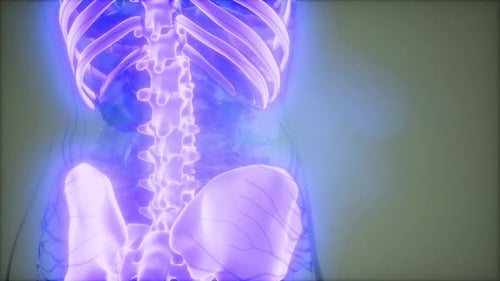 Glowing 3D Human Skeletal System Scan Animation