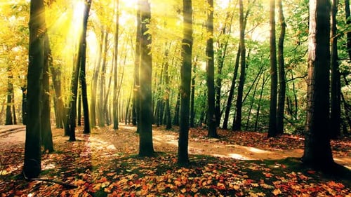 Sunlight Shining Through Forest Trees in Autumn