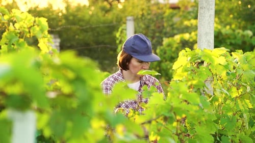 Farm Specialist Checking Young Grapevines on Plantation