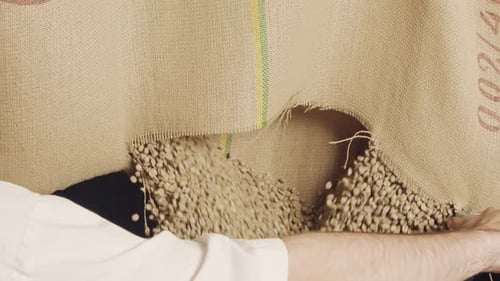 Worker cutting a burlap bag with green coffee beans - slow motion