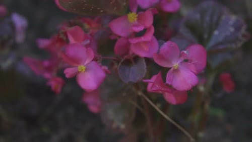 Vibrant Pink Flowers Blooming in Garden