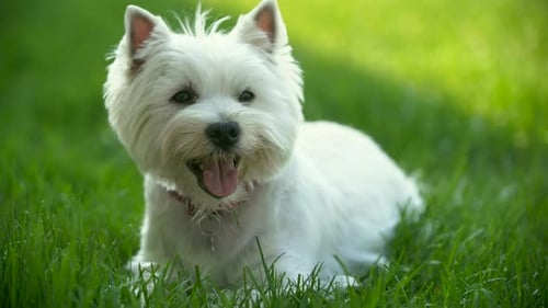 Fluffy White Dog Resting in Green Grass