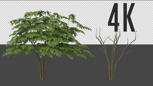 Aralia Tree Growing