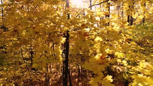 Colorful Autumn Forest Wood