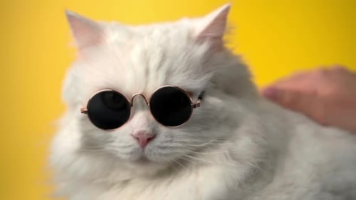 Cool Cat Wearing Sunglasses Getting Petted
