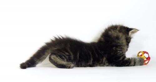 Brown Blotched Tabby Maine Coon Hauskatze, Kätzchen spielt vor weißem Hintergrund, Normandie