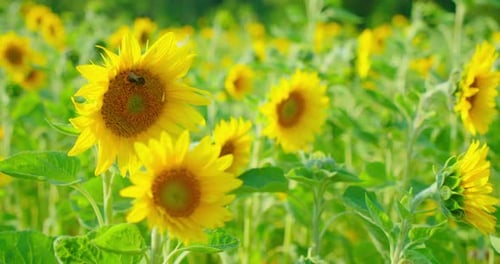 Sunny Sunflower Field Blooms During Daytime