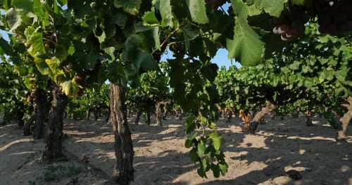 Des vignobles qui poussent dans le sable. Aigues Mortes, département du Gard, Occitanie
, France