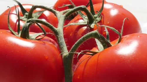 Fresh Red Tomatoes on the Vine, Close Up