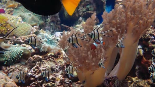 Tropical Fish Under Water