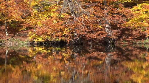 Spiegelung des Herbstwaldes auf der Seeoberfläche im Red Lakeside