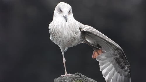Gray and White Seagull Perched Atop a Rock
