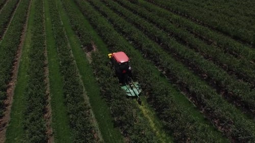 Aerial view of tractor mowing and spraying blueberry field