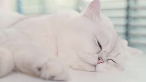 White Long-Haired Cat Sleeping Peacefully