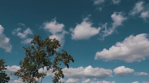 One Tree with Sky and Clouds in the Background