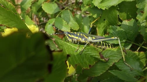 Colorful Grasshopper Resting on Green Leaves