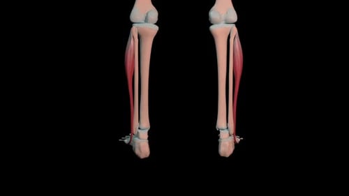 Fibularis Longus Muscles Full Roration Loop