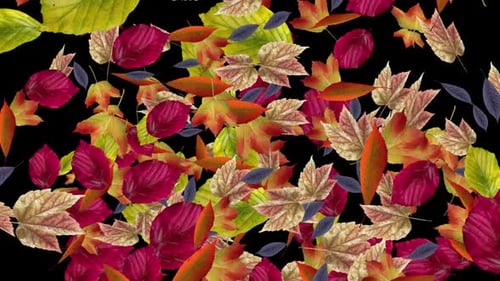 Fall Leaves - Forest Trees - Windy Transition - From Sides