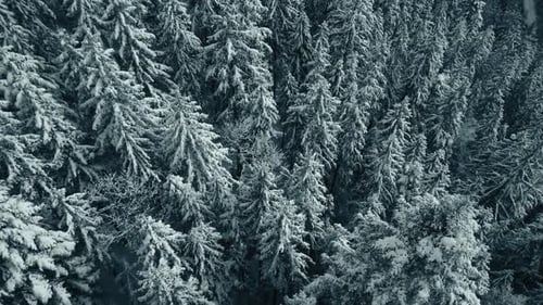 Winter Forest Snow Pine Trees Landscape Drone Shooting Video