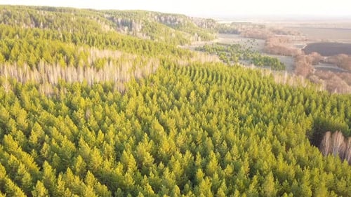 Nature Forest