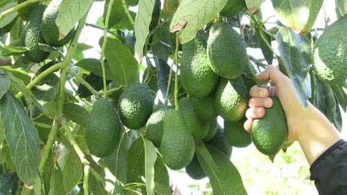 Ripe Avocados Growing on a Tree Branch