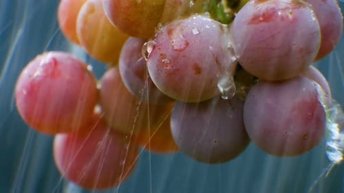 Eine Weintraube im Regen