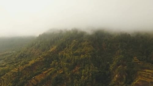Regenwald in Wolke | Bali, Indonesien