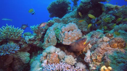 Moray Eel Amongst Tropical Coral Reef and Fish